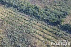 Среди подсолнухов: в поле под Запорожьем нашли посевы конопли на 10 миллионов фото 2