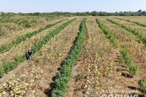 Среди подсолнухов: в поле под Запорожьем нашли посевы конопли на 10 миллионов фото 3