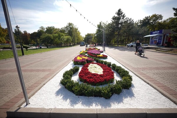 Полюбуйся: ко Дню города Запорожье украсили цветочные композиции фото 13