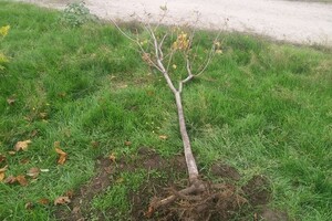 Ну что за люди: в сквере Яланского снова спилили молодые деревья фото 2