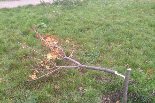 Ну что за люди: в сквере Яланского снова спилили молодые деревья фото 5