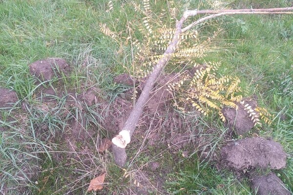Ну что за люди: в сквере Яланского снова спилили молодые деревья фото 10