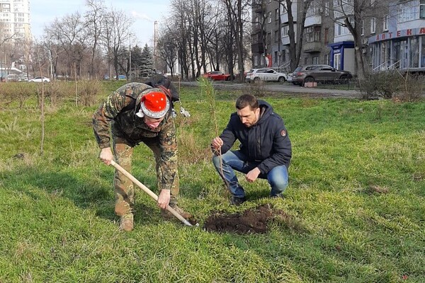 Вместо сломанных деревьев: в сквере Яланского высадили Рождественскую аллею (фото) фото 15