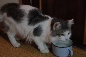 Ищут дом: в Запорожье 30 котов живут одни в квартире (фото, видео) фото