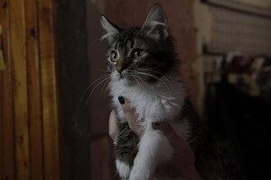 Ищут дом: в Запорожье 30 котов живут одни в квартире (фото, видео) фото 2