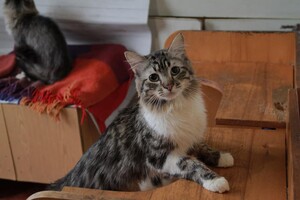 Ищут дом: в Запорожье 30 котов живут одни в квартире (фото, видео) фото 6