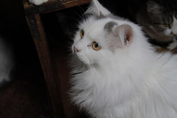 Ищут дом: в Запорожье 30 котов живут одни в квартире (фото, видео) фото 10