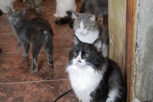 Ищут дом: в Запорожье 30 котов живут одни в квартире (фото, видео) фото 15