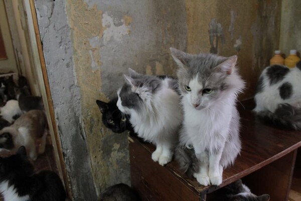 Ищут дом: в Запорожье 30 котов живут одни в квартире (фото, видео) фото 18