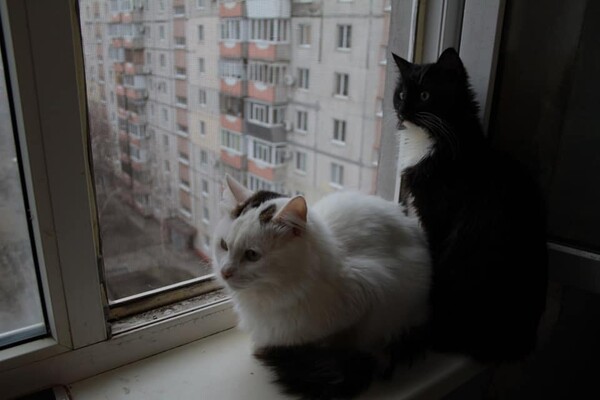 Ищут дом: в Запорожье 30 котов живут одни в квартире (фото, видео) фото 22