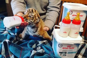 Милота: в Васильевке выбрали имена новорожденным тигрятам и львенку фото 2