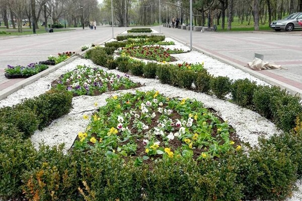 Полюбуйтесь: в парке Трудовой Славы высадили тысячи цветов фото 2